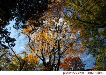 A beautiful mountain scenery with autumn leaves such as maple and maple leaves spread all over the sky against the blue sky. 106130096