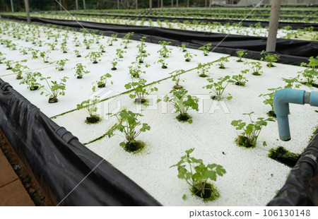 Celery vegetable in the hydroponic garden farm, healthy organic agriculture cultivation 106130148