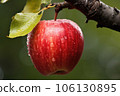 close-up of a ripe apple on a tree branch 106130895