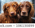 close-up of dogs wet fur with shampoo 106130899