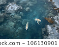 aerial view of polar bears playing in icy water 106130901