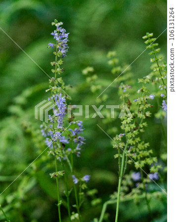 Japanese endemic perennial plant, Labiatae Shimajitamuraso flowering 106131264