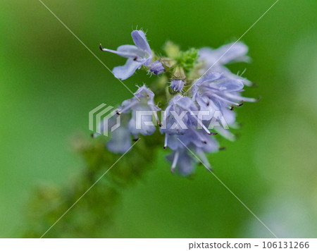 日本特有多年生植物唇形科 Shimajitamuraso 開花 日本特有多年生植物唇形科 Shimajitamuraso 開花 106131266