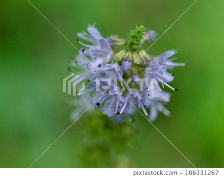 日本特有多年生植物唇形科 Shimajitamuraso 開花 日本特有多年生植物唇形科 Shimajitamuraso 開花 106131267