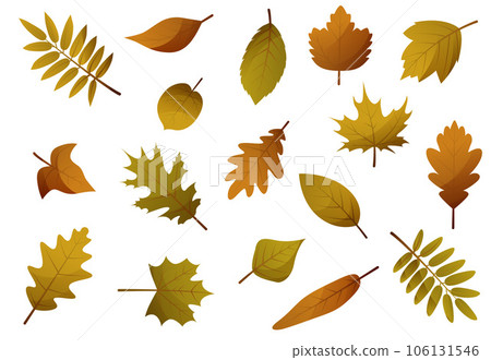 Autumn leaves set. Yellow foliage leaf collection. Autumn design element. Vector illustration EPS10 106131546