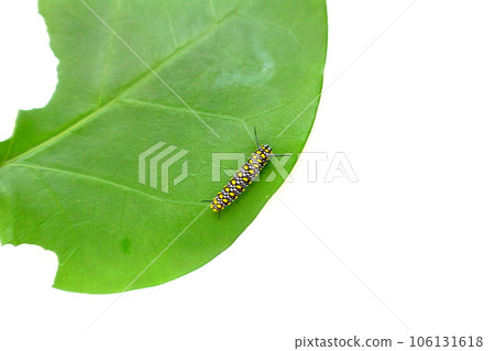 chestnut tiger butterfly butterfly larvae chestnut tiger butterfly butterfly larvae 106131618