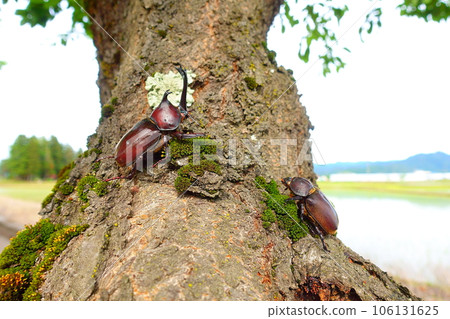 甲蟲雄鹿甲蟲暑假孩子 甲蟲雄鹿甲蟲暑假孩子 106131625