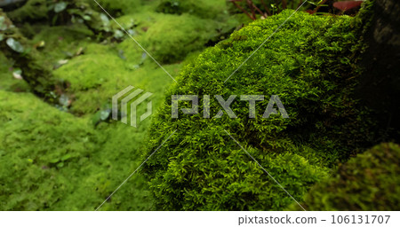 Moss and fern style plants proliferate grow cover stump the forest floor in the garden 106131707