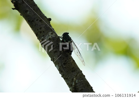 Minmin cicada perched on a tree and mating 106131914