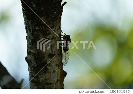 Minmin cicada perched on a tree and mating 106131925