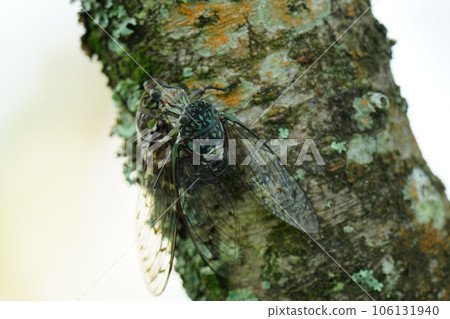 Minmin cicada perched on a tree and mating 106131940