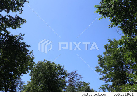 Tree extending toward the sky 106131961