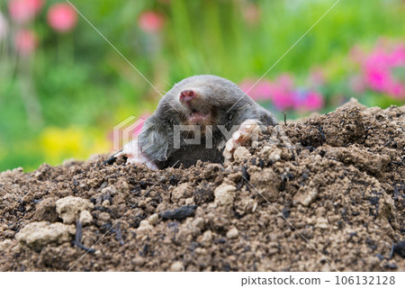 European mole crawling out of molehill above ground, showing strong front feet used for digging underground tunnels European mole crawling out of molehill above ground, showing strong front feet used for digging underground tunnels 106132128