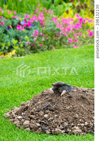 Mole, Talpa europaea, making mole hill and damaging beautiful lawn and flower garden. Mole, Talpa europaea, making mole hill and damaging beautiful lawn and flower garden. 106132130