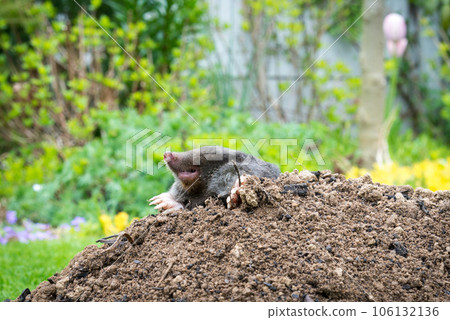 Mole, Talpa europaea, crawling out of brown molehill, green grass in background. Animal from garden. Mole, Talpa europaea, crawling out of brown molehill, green grass in background. Animal from garden. 106132136