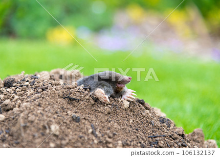 Mole, Talpa europaea, crawling out of brown molehill, green grass in background. Animal from garden. 106132137