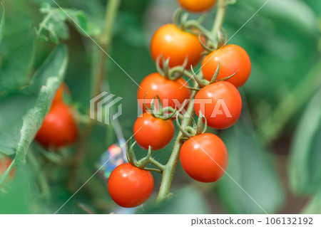  櫻桃西紅柿 106132192