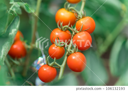  櫻桃西紅柿 106132193