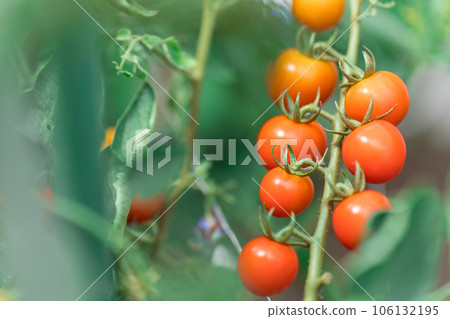  櫻桃西紅柿 106132195