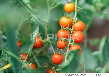  櫻桃西紅柿 106132196