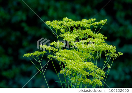黃色草本花 106132600