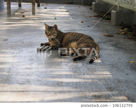 Cute cat resting on the still cold floor Cute cat resting on the still cold floor 106132795