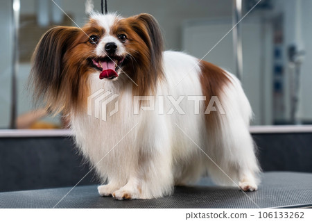 Portrait of Papillon Continental Spaniel dog in grooming salon. Portrait of Papillon Continental Spaniel dog in grooming salon. 106133262