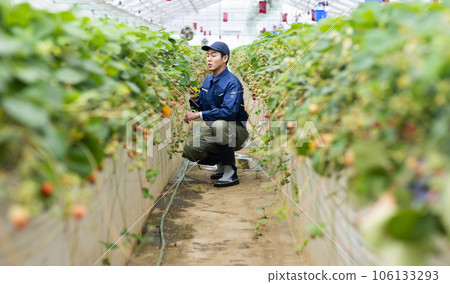 Strawberry farmer man Strawberry farmer man 106133293