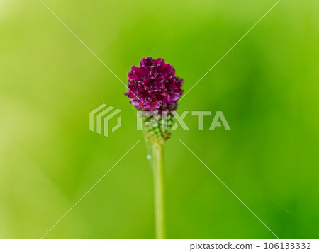 紅玫瑰的開花 紅玫瑰的開花 106133332