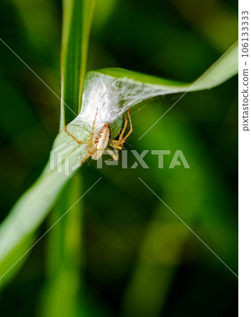 山貓蜘蛛巢建築 106133333