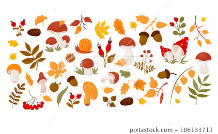 Autumn collection leaves, forest mushrooms, berries, cone, acorns, rosehip, chestnut, snail and mountain ash. Vector illustration. Isolated colored drawing in cartoon style for autumn design, decor. Autumn collection leaves, forest mushrooms, berries, cone, acorns, rosehip, chestnut, snail and mountain ash. Vector illustration. Isolated colored drawing in cartoon style for autumn design, decor. 106133711