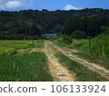 A path between rice fields where a lone crested ibis is walking 106133924
