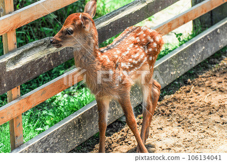 fawn fawn 106134041