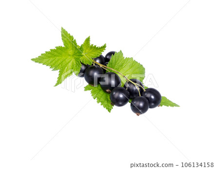 Black currant branch. 106134158