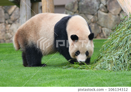 Yoshihama taking a walk 106134312