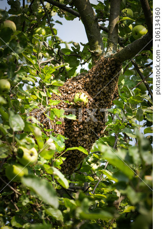 A bee swarm on an apple tree 106134360