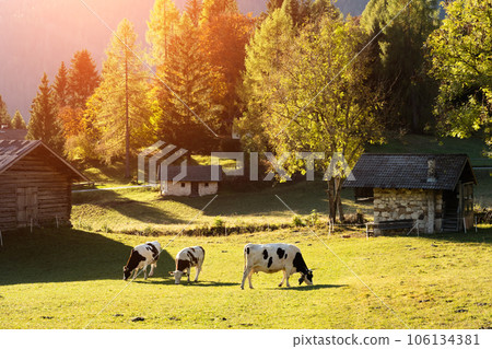 Cows in italian Dolomite Alps at summer time Cows in italian Dolomite Alps at summer time 106134381
