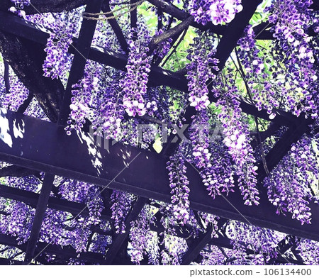 光線舞動的紫藤格子 106134400