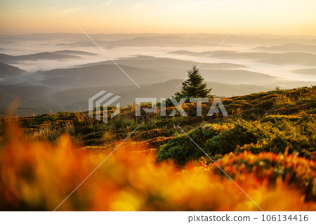 Morning fog in spring mountains Morning fog in spring mountains 106134416