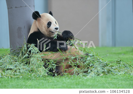 Yoshihama eating bamboo deliciously Yoshihama eating bamboo deliciously 106134528