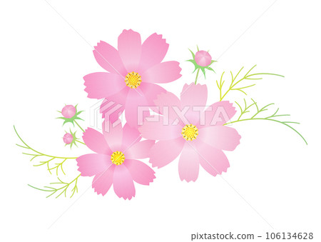 Cosmos flower decoration pink Cosmos flower decoration pink 106134628