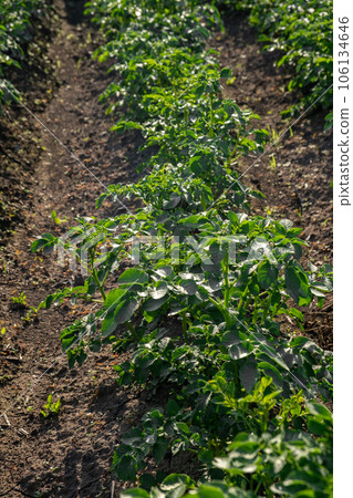 Rows of potatoes in the home garden. Preparation for harvesting. potato plants in rows on a kitchengarden farm springtime with sunshine. Green field of potato crops in a row. Growing of potato. 106134646