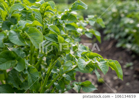 Rows of potatoes in the home garden. Preparation for harvesting. potato plants in rows on a kitchengarden farm springtime with sunshine. Green field of potato crops in a row. Growing of potato. 106134659