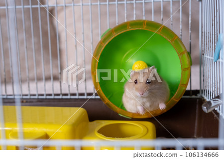 A cute hamster runs in a wheel. The concept of running in a circle, useless futile movement. Dzungarian hamster. Red hamster with red eyes is a favorite pet. A cute hamster runs in a wheel. The concept of running in a circle, useless futile movement. Dzungarian hamster. Red hamster with red eyes is a favorite pet. 106134666