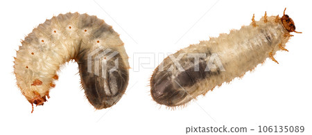 Larva of a may beetle isolated on a white background. Larva of cockchafer Larva of a may beetle isolated on a white background. Larva of cockchafer 106135089