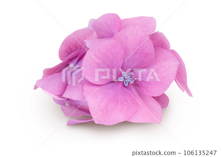 Pink Hydrangea flower isolated on white background 106135247