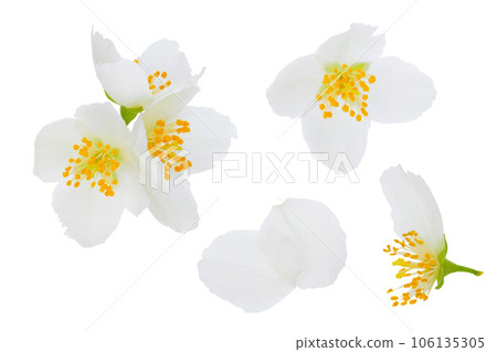 Jasmine flowers isolated on white background with full depth of field Jasmine flowers isolated on white background with full depth of field 106135305