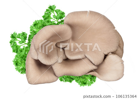 Oyster mushrooms isolated on white background with full depth of field 106135364