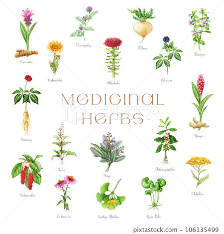 Medicinal herbs and plants watercolor illustration set. Hand drawn medical herb elements. Ginseng, gotu kola, echinacea, calendula, maca, ashwagandha, ginkgo healthcare plants. White background 106135499