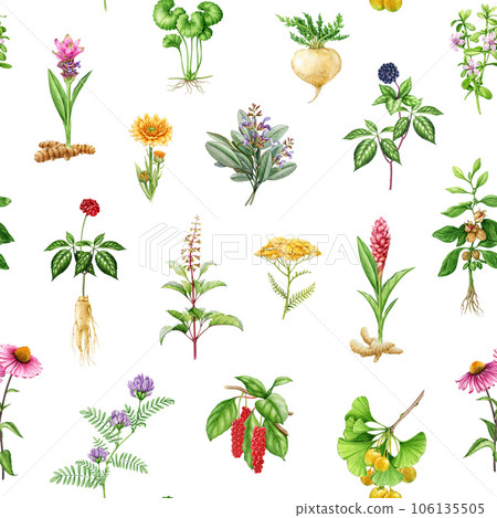 Medicinal herbs and plants seamless pattern. Watercolor illustration. Hand drawn medical herb seamless pattern. Ginseng, gotu kola, echinacea, tulsi, maca, ashwagandha, maca root on white background Medicinal herbs and plants seamless pattern. Watercolor illustration. Hand drawn medical herb seamless pattern. Ginseng, gotu kola, echinacea, tulsi, maca, ashwagandha, maca root on white background 106135505
